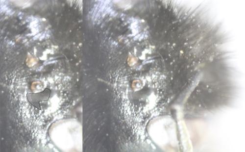 Réf. 335 726 : Bombus lapidarius
